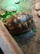 Spur Thighed : Female approx 11 years old (Torty)
